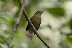 Schiffornis virescens