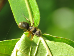 Dolichoderus bispinosus