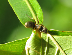 Dolichoderus bispinosus