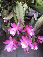 Disocactus