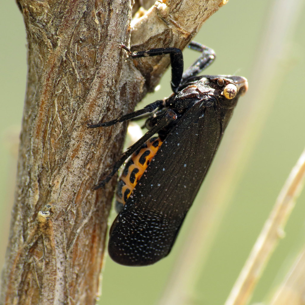 Poblicia thanatophana