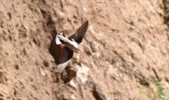 Ptyonoprogne rupestris