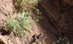 Ptyonoprogne rupestris