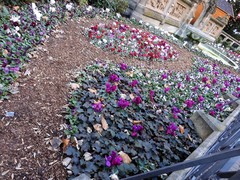 Cyclamen