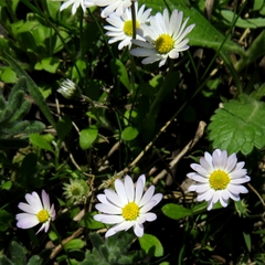 Bellis annua