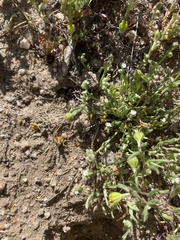 Pectocarya penicillata