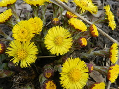 Tussilago farfara
