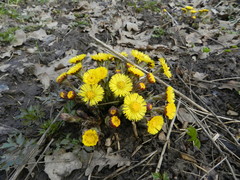 Tussilago farfara