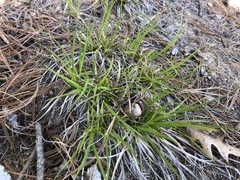 Carex tonsa tonsa