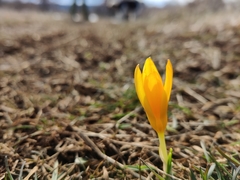 Crocus