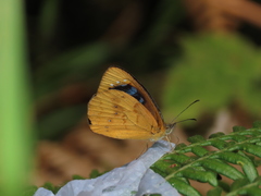 Lymanopoda caeruleata