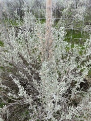 Artemisia tridentata