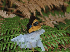 Lymanopoda caeruleata