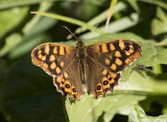 Pararge aegeria