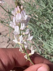Astragalus flavus