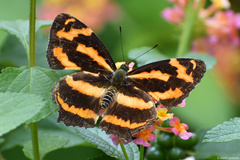 Symbrenthia niphanda