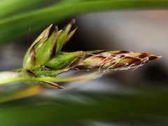 Carex tonsa tonsa