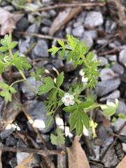 Phacelia ranunculacea