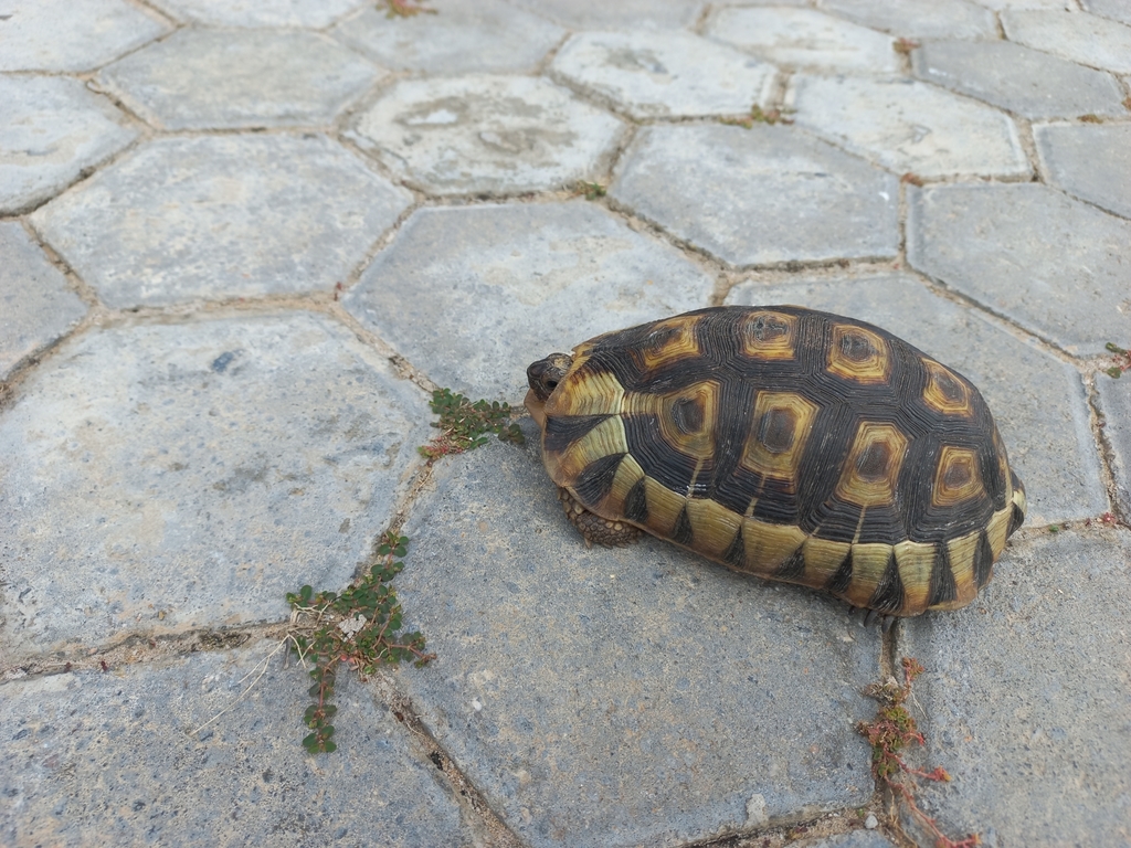 Angulate Tortoise from Vleesbaai, South Africa on April 10, 2022 at 04: ...