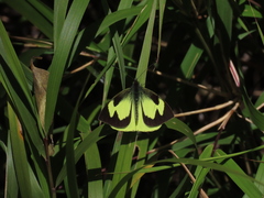 Leptophobia eleone denigrata