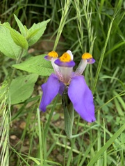 Hesperoxiphion herrerae