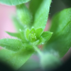 Stellaria apetala