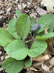Mertensia virginica