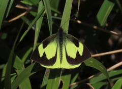 Leptophobia eleone denigrata