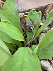 Mertensia virginica