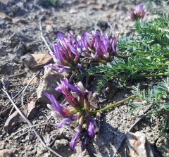 Astragalus suprapilosus