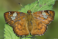 Pseudocoladenia dan fatih
