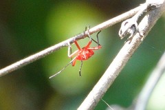 Dysdercus suturellus
