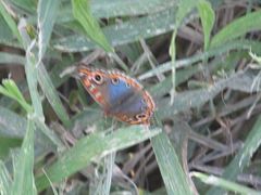 Junonia genoveva hilaris
