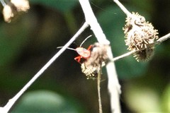 Dysdercus suturellus