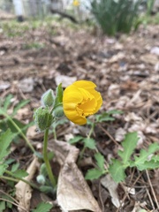 Stylophorum diphyllum