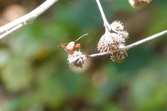 Dysdercus suturellus