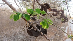 Microlobius foetidus