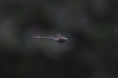 Austroaeschna pinheyi