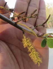 Microlobius foetidus