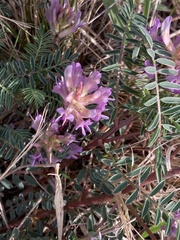 Astragalus crassicarpus