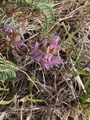 Astragalus crassicarpus