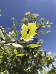 Callimoxys fuscipennis