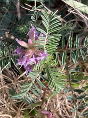 Astragalus crassicarpus
