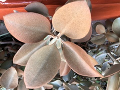 Kalanchoe orgyalis
