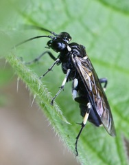 Macrophya alboannulata
