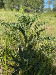Cirsium nuttallii