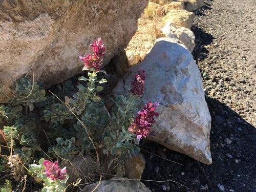 Salvia pachyphylla ssp. eremopictus