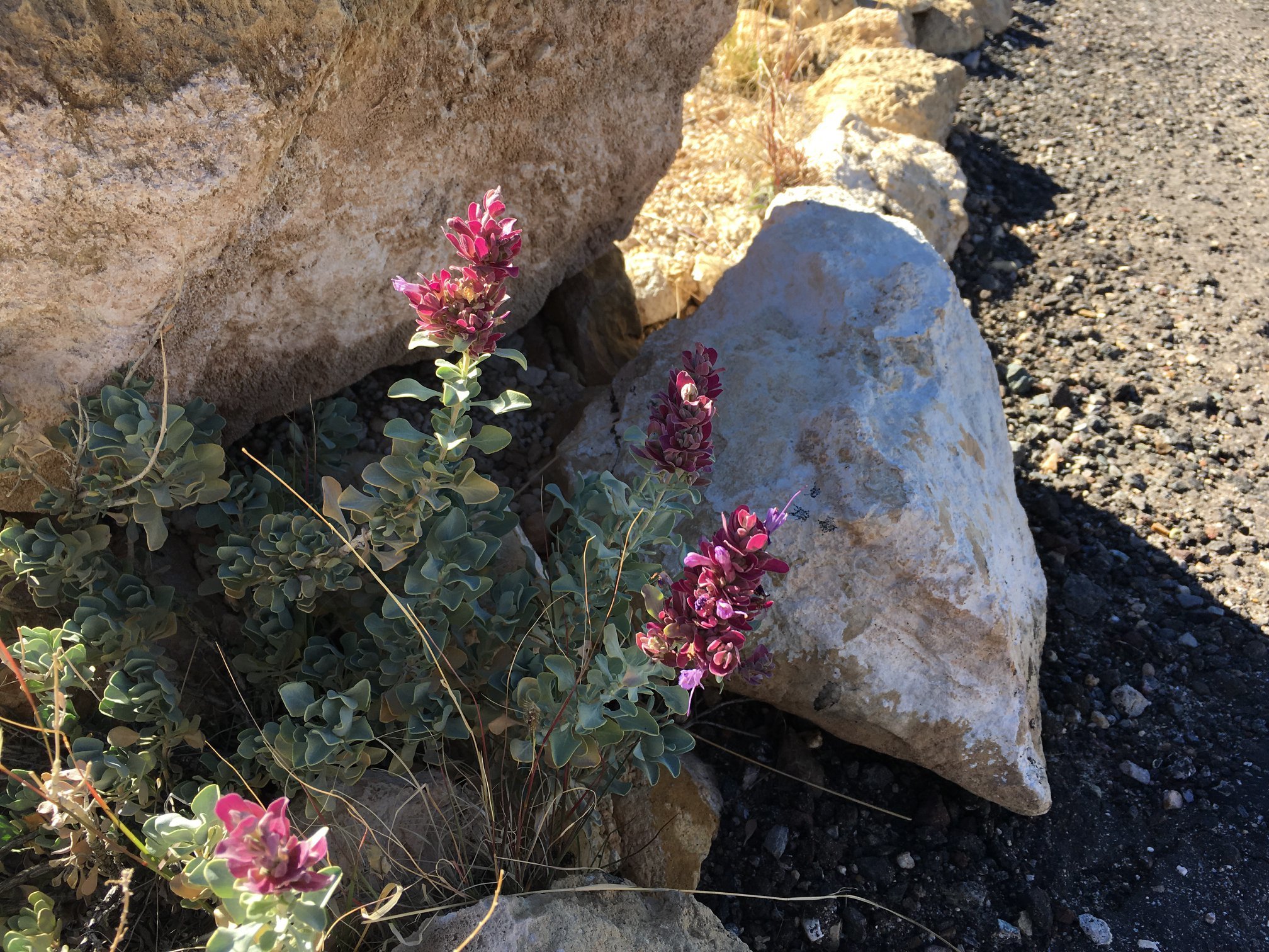Salvia pachyphylla ssp. eremopictus