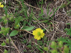 Ranunculus glaberrimus