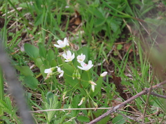 Claytonia lanceolata